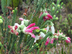 Erica pectinifolia