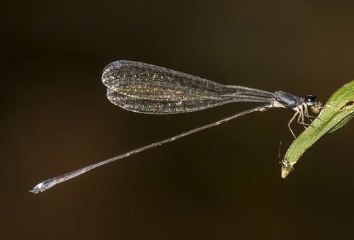 Amazoneura westfalli