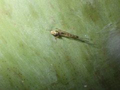 Tylorida ventralis