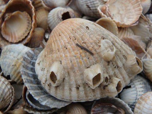 Bay Barnacle