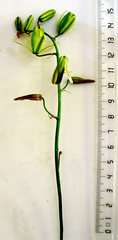Albuca setosa