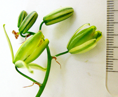 Albuca setosa