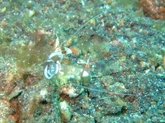 Ancylomenes magnificus