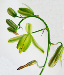 Albuca setosa