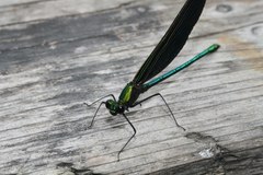 Calopteryx japonica