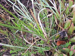 Bulbine filifolia