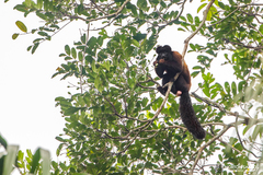 Chiropotes sagulatus