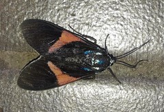 Cyanopepla panamensis