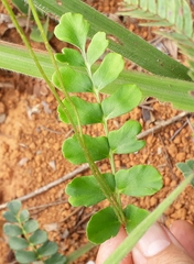 Anemia oblongifolia