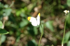 Colotis aurora