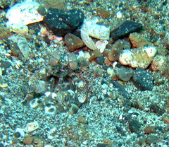 Lysiosquillina maculata