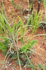 Anemia oblongifolia