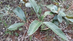 Byrsonima viminifolia