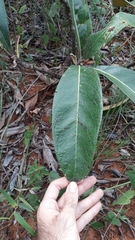 Byrsonima viminifolia