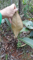 Byrsonima viminifolia