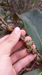 Byrsonima viminifolia