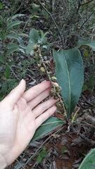 Byrsonima viminifolia