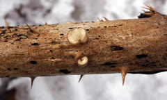 Hohenbuehelia grisea