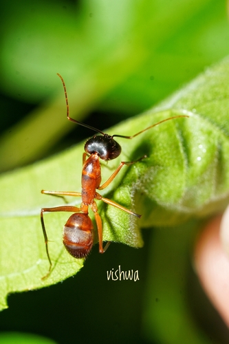 阿育王弓背蚁Camponotus ashokai