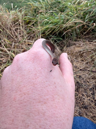 Australian Keelback sighting