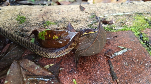 Schulz's Reed Snake