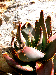 Aloe comptonii