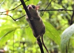 Marmosa murina