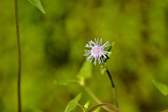 Praxelinae