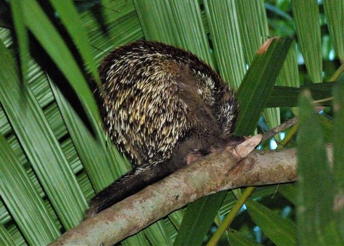 Hope Porcupine