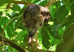 Coendou speratus