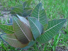Asclepias humistrata image