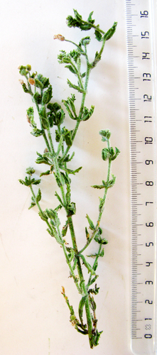 Chaenostoma caeruleum (Chaenostoma caeruleum)