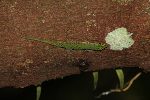 Speckled Day Gecko