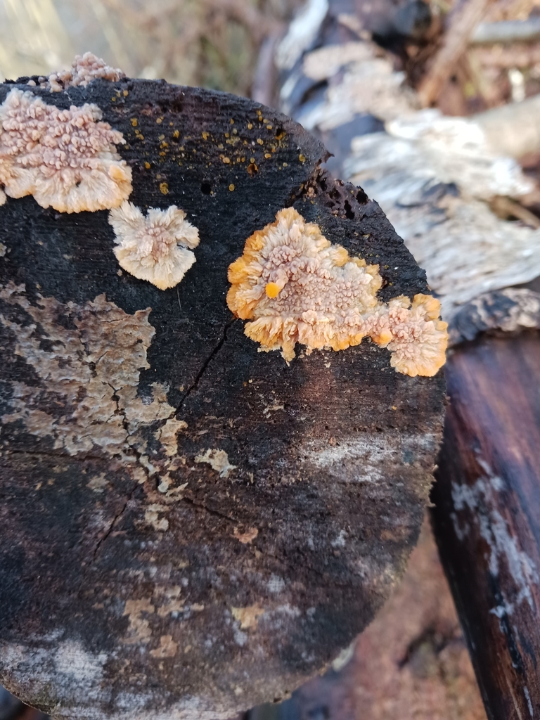 Phlebia radiata · December 2025 · photo: © mangoblatt (iNaturalist, cc0)