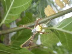 Argiope appensa