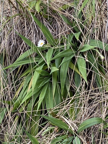 Celmisia mackaui, photograph 3