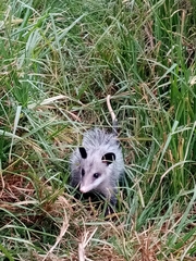Didelphis virginiana