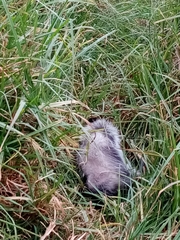 Didelphis virginiana