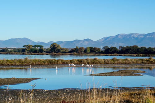 Greater Flamingo