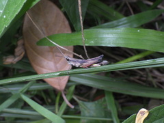 Phlaeoba fumosa