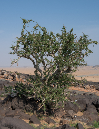 Commiphora quadricincta Schweinf.
