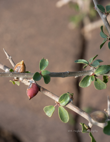Commiphora quadricincta Schweinf. 3