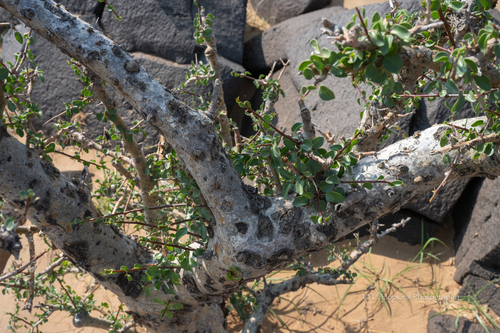 Commiphora quadricincta Schweinf. 2
