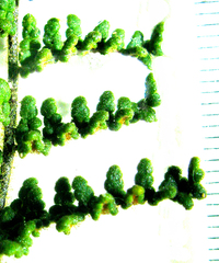 Cheilanthes parviloba