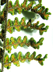 Cheilanthes parviloba