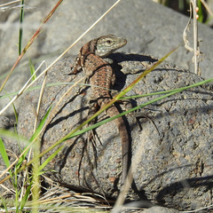 Gallotia stehlini