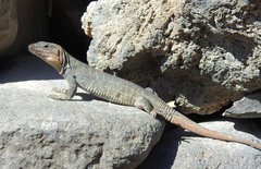 Gallotia stehlini