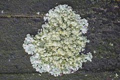 Parmeliopsis hyperopta