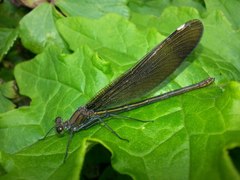 Calopteryx japonica