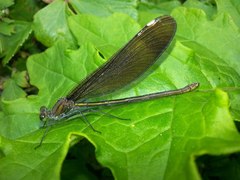 Calopteryx japonica